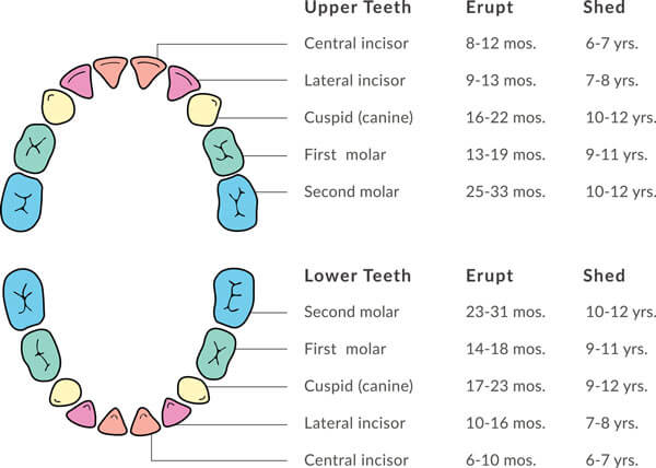 Tooth Eruption And Shedding Md Smiles In Ellicott City Md